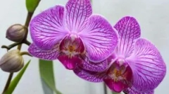 Škodcovia na orchideí: typy a spôsoby boja